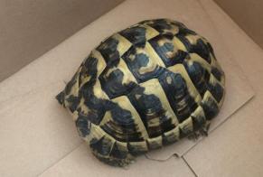Discovery alert Tortoise Female Pollestres France