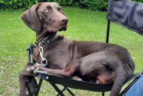 Disappearance alert Dog  Female , 2 years Hurecourt France