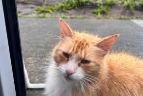 Discovery alert Cat miscegenation Female Profondeville Belgium