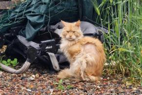 Discovery alert Cat  Unknown Quaregnon Belgium