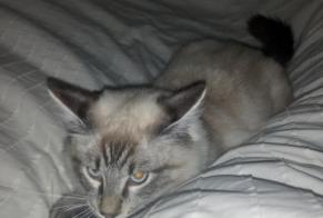 Disappearance alert Cat  Male , 4 years Avignon France