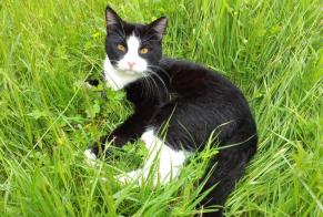 Discovery alert Cat miscegenation Male Virming France