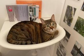 Discovery alert Cat miscegenation Female Safnern Switzerland