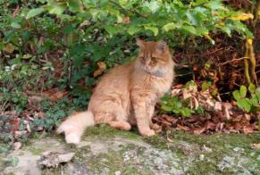 Disappearance alert Cat miscegenation Male , 5 years Molondin Switzerland