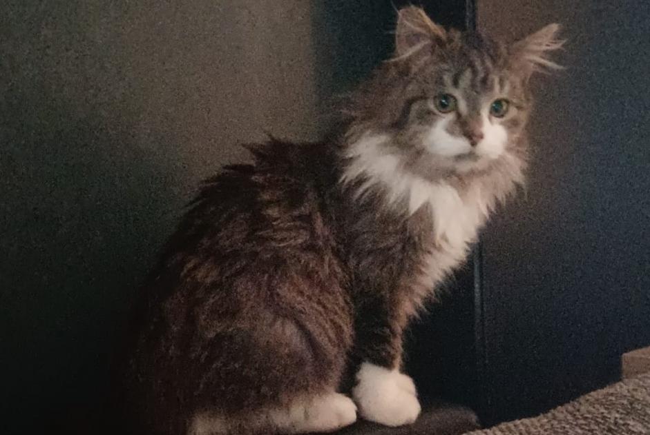 Disappearance alert Cat Female , 1 years Vilvoorde Belgium