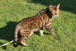 Disappearance alert Cat  Male , 9 years Mons Belgium