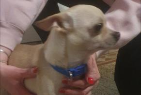 Discovery alert Dog  Male Courcelles Belgium