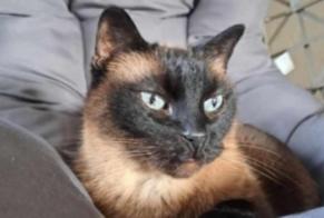 Disappearance alert Cat  Male , 13 years Verviers Belgium