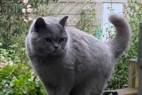 Disappearance alert Cat  Female , 6 years Namur Belgium