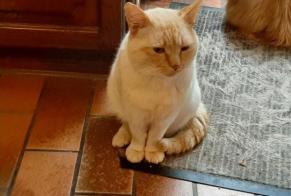 Disappearance alert Cat miscegenation Male , 3 years Quévy Belgium