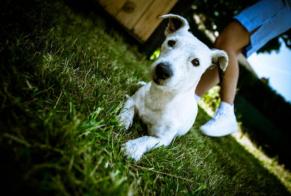 Disappearance alert Dog  Female , 7 years Mons Belgium