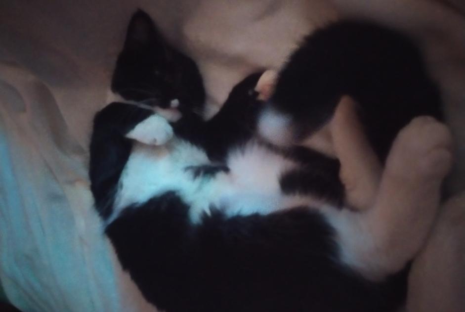 Disappearance alert Cat miscegenation Male , 3 years La Louvière Belgium