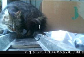Discovery alert Cat Unknown Péruwelz Belgium