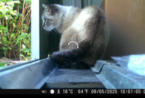 Discovery alert Cat miscegenation Unknown Péruwelz Belgium