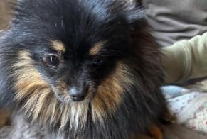 Discovery alert Dog  Female Châtelet Belgium