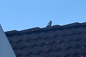 Discovery alert Bird Unknown Lier Belgium