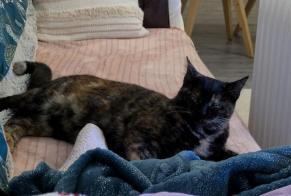Disappearance alert Cat miscegenation Female , 1 years La Roche-sur-Yon France
