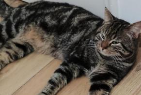 Discovery alert Cat Male Ganshoren Belgium