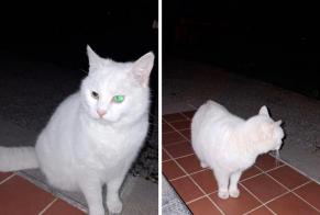 Discovery alert Cat  Unknown Anderlues Belgium