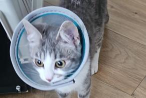 Disappearance alert Cat Female , 1 yeahr Anderlecht Belgium