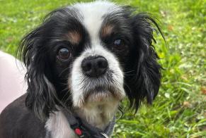 Discovery alert Dog  Male Assesse Belgium