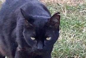 Disappearance alert Cat Male , 13 yeahr Soumagne Belgium