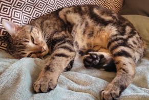 Disappearance alert Cat  Female , 1 yeahr Liège Belgium
