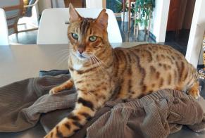 Alerta de Desaparición Gato  Macho , 8 años Jurbise Bélgica
