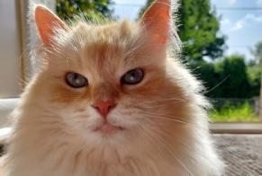 Alerta de Desaparición Gato  Macho , 7 años Motreff Francia