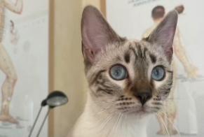 Alerta de Desaparición Gato  Hembra , 2 años Peyrolles-en-Provence Francia