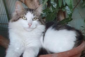 Alerta de Desaparición Gato Macho , 2 años Mouriès Francia