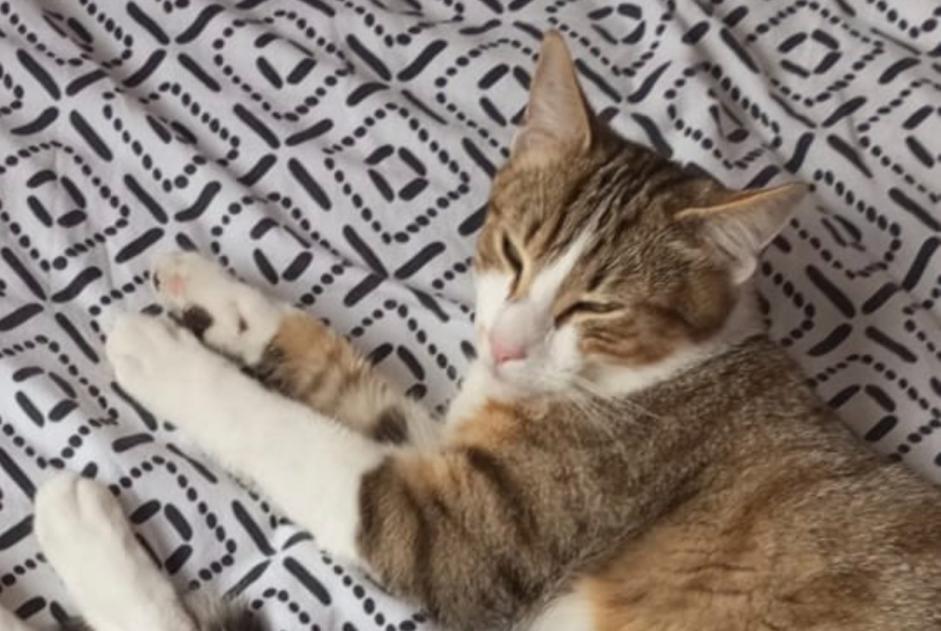Alerta de Desaparición Gato  Macho , 1 años Séméac Francia