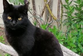 Alerta de Desaparición Gato  Hembra , 6 años Merri Francia