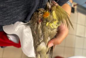 Alerta de Hallazgo Pájaro Desconocido Soignies Bélgica