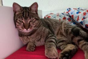 Alerta de Desaparición Gato  Macho , 1 años Meyrin Suiza