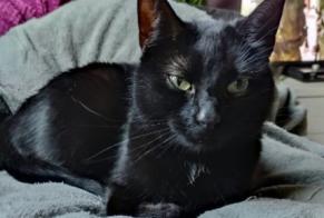 Alerta de Desaparición Gato cruce Hembra , 9 años Liège Bélgica