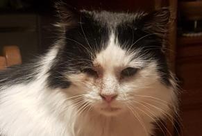 Alerta de Desaparición Gato cruce Macho , 9 años Tubize Bélgica