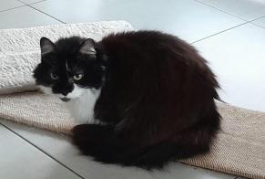 Alerta de Desaparición Gato cruce Hembra , 15 años Perwez Bélgica