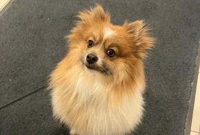 Alerta de Hallazgo Perro  Macho Tubize Bélgica