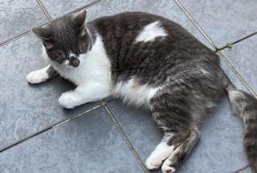 Alerta de Desaparición Gato Hembra , 3 años Halle Bélgica