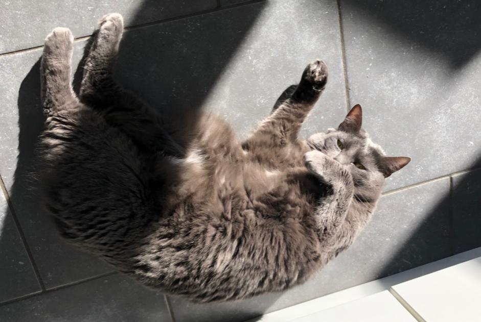 Alerta de Desaparición Gato  Hembra , 5 años Auderghem Bélgica
