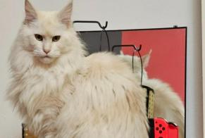 Alerta de Desaparición Gato  Hembra , 2 años Theux Bélgica