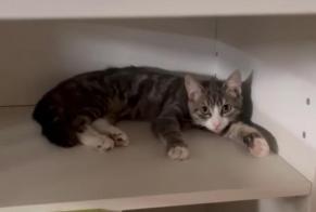 Alerta de Desaparición Gato Macho , 1 años Anderlecht Bélgica