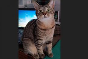 Alerta de Desaparición Gato Hembra , 4 años Perwez Bélgica