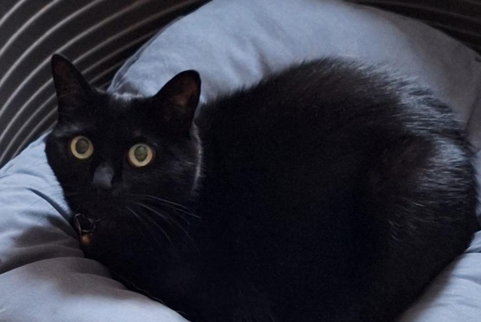 Alerta de Desaparición Gato Hembra , 14 años Tervuren Bélgica