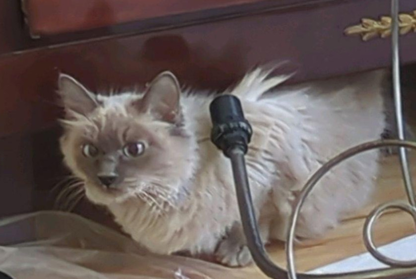 Alerta de Hallazgo Gato Desconocido Schaerbeek Bélgica