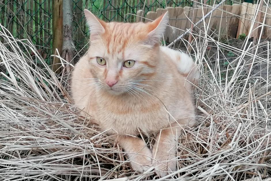 Alerta de Desaparición Gato cruce Macho , 4 años Wavre Bélgica