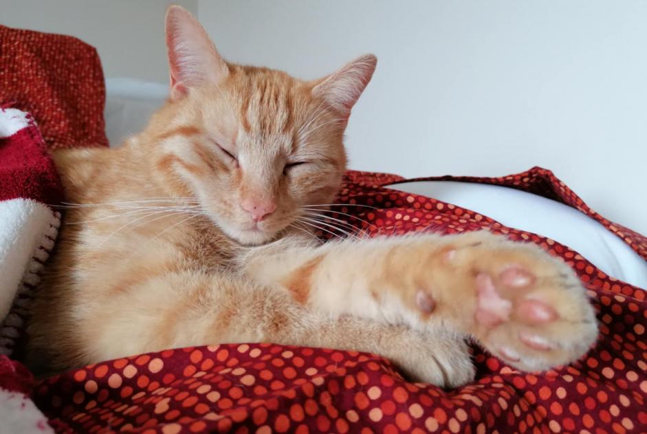 Alerta de Desaparición Gato cruce Macho , 4 años Wavre Bélgica