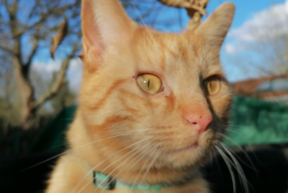 Alerta de Desaparición Gato cruce Macho , 4 años Wavre Bélgica