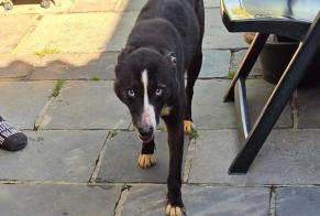 Alerta de Hallazgo Perro cruce Hembra Le Rœulx Bélgica